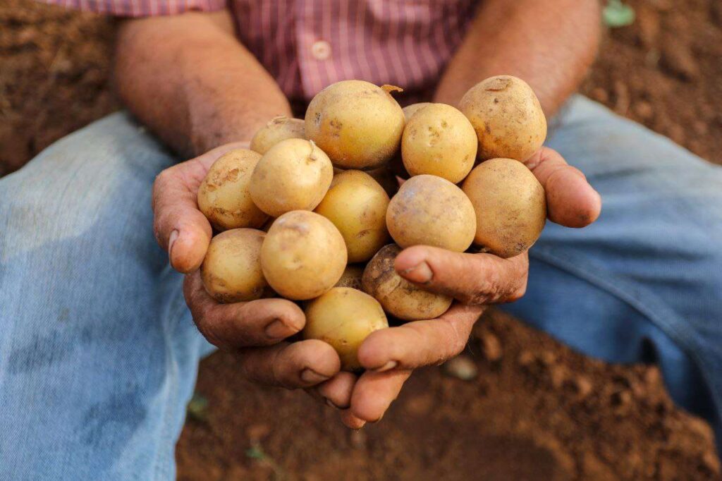 Gobierno Nacional asesora a semilleristas de papa