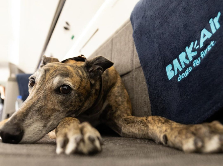 La primera aerolínea diseñada para viajar con perros: Bark Air
