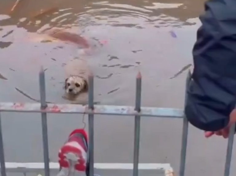 Rescate de animales en Brasil: Suma de voluntades tras las inundaciones