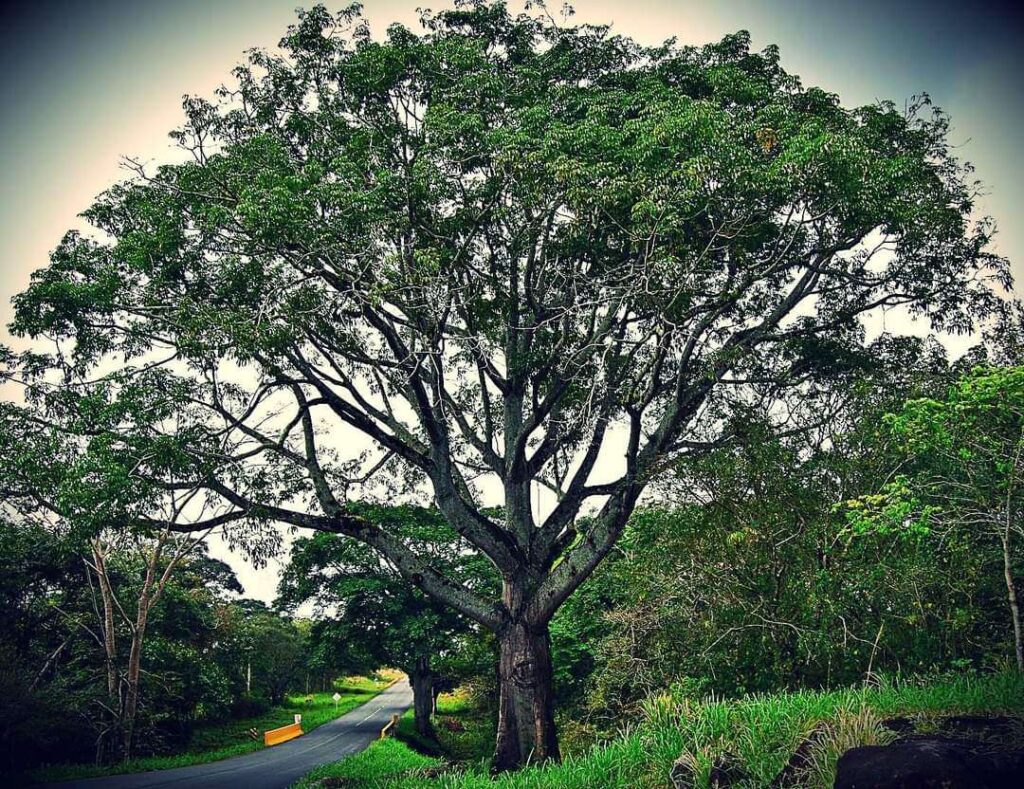 Sarrapia: gastronomía y cultura del sur del país