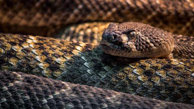 Serpientes podrían verse obligadas a migrar por calentamiento global
