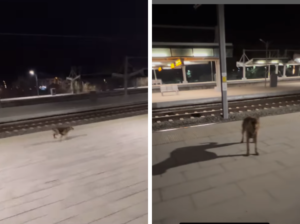 Un perrito espera cada noche a su "padrino" en la estación de tren