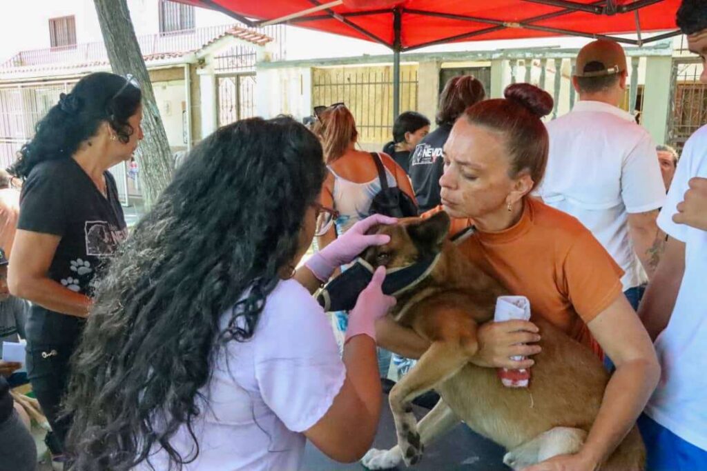 Un perrito fue atendido por Misión Nevado tras ser víctima de maltrato
