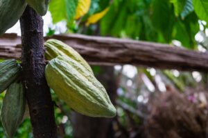 Venezuela inicia programa de preservación de su cacao ancestral
