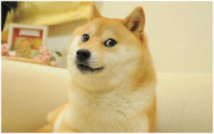 Falleció Kabosu, la famosa perrita japonesa del meme viral "Doge"