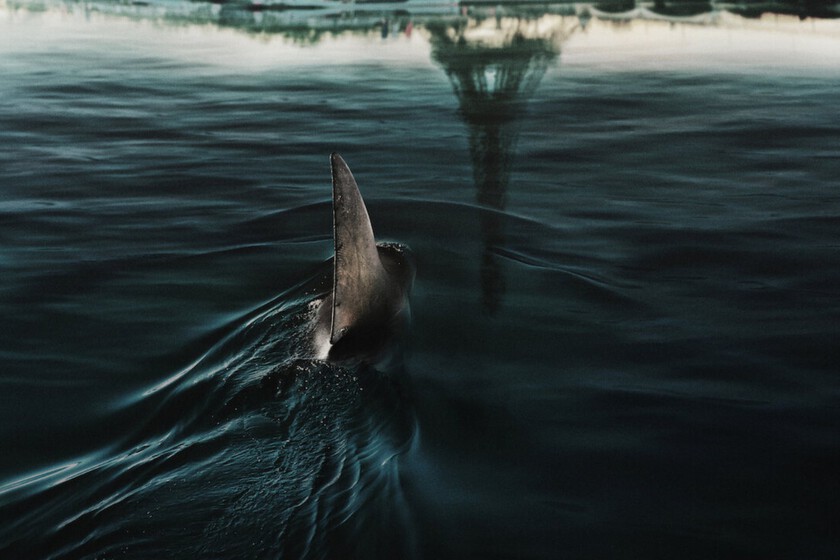 Un tiburón devorando bañistas en el centro de París, la disparatada premisa de la disfrutona película de terror y catástrofe destinada a arrasar en Netflix