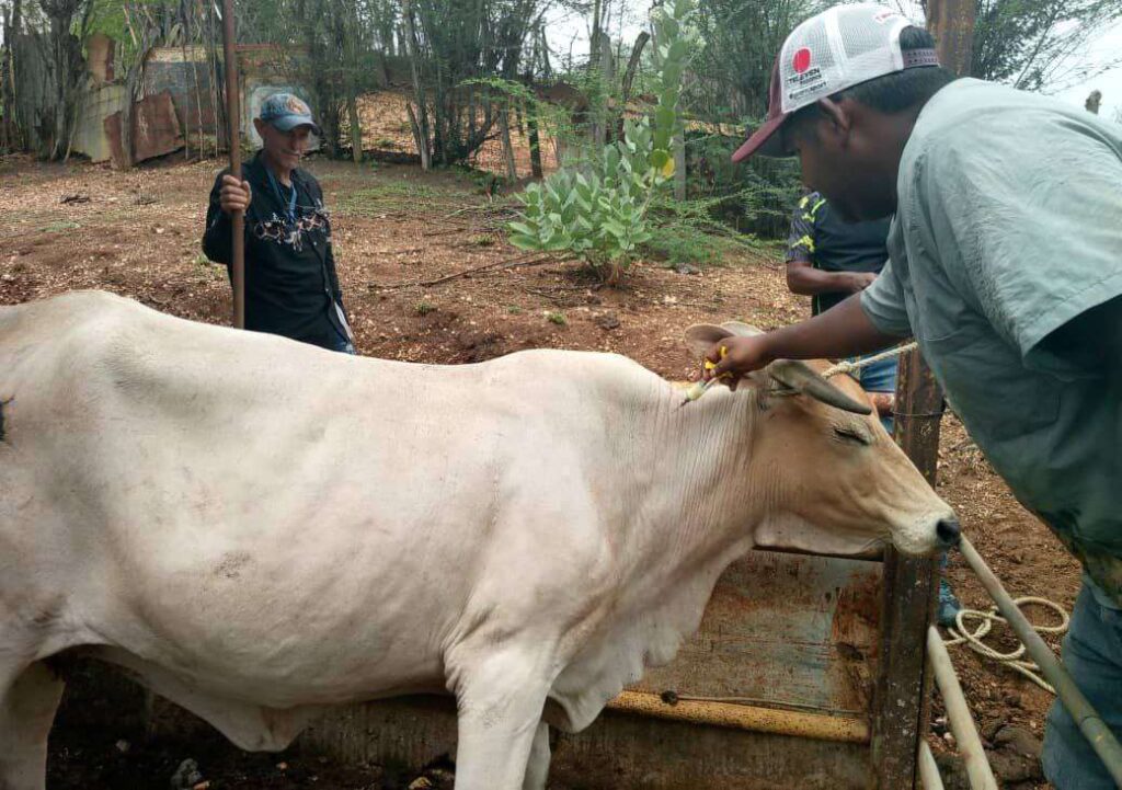 6 mil ejemplares vacunarán contra la fiebre aftosa en Valles del Tuy