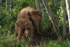 Alertan del peligro de extinción del elefante de Borneo y reptiles Canarias y Baleares