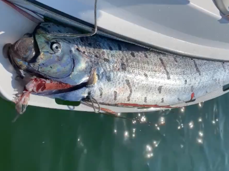 Aparece el pez Remo en las costas de México