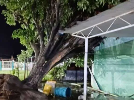 Chubasco arrancó árboles en la Costa Oriental del Lago 