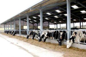 Juan Fernando Serrano Ponce - ¡Entérate! Ganadería de estabulación; Qué es ¡Características y ventajas! - FOTO