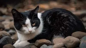 Descubren en Finlandia un nuevo tipo de gato con habilidad camaleónica en su pelaje