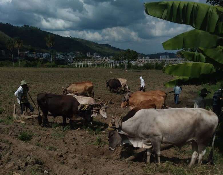 En Trujillo producen para la comunidad