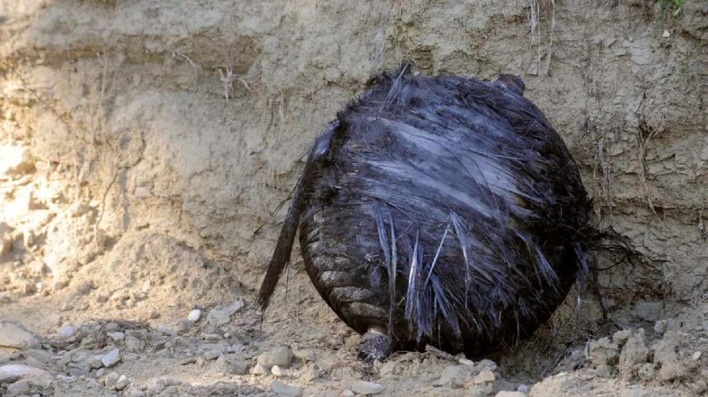 Familia pide $ 80 mil por basura espacial que provocó agujero en techo de su casa