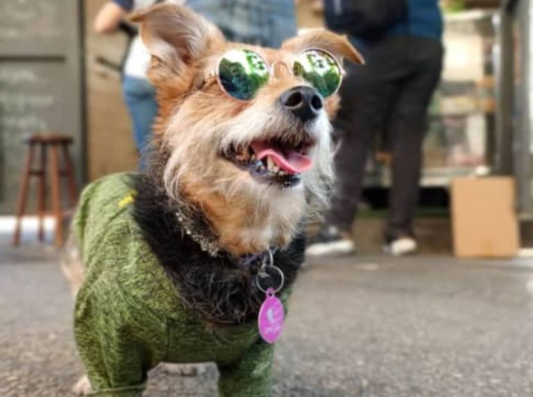 Hachi, la intrépida Yorkie que enamora con su espíritu aventurero