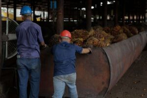 La palma aceitera tiene futuro en la industria local