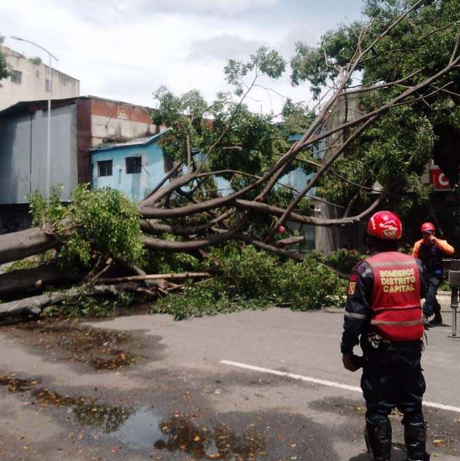 Lluvias dejaron árboles caídos en varias zonas de la capital