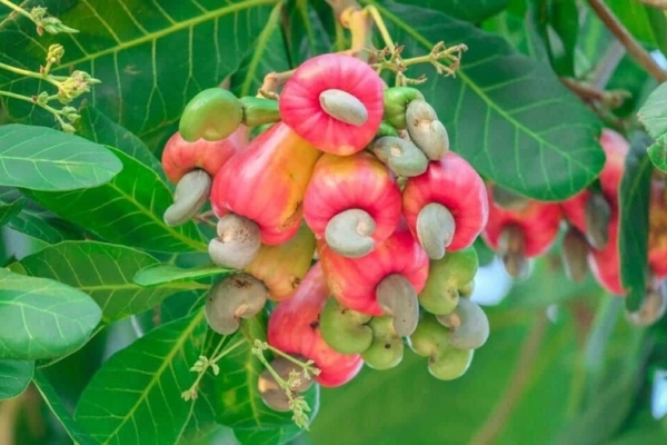 Entregan 12.500 plantas de merey como parte de un plan de reforestación