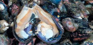 Microplásticos están en todos los ecosistemas