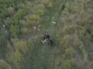 Perro Husky se pierde en Rusia y lo hallan con integrado a una manada de osos