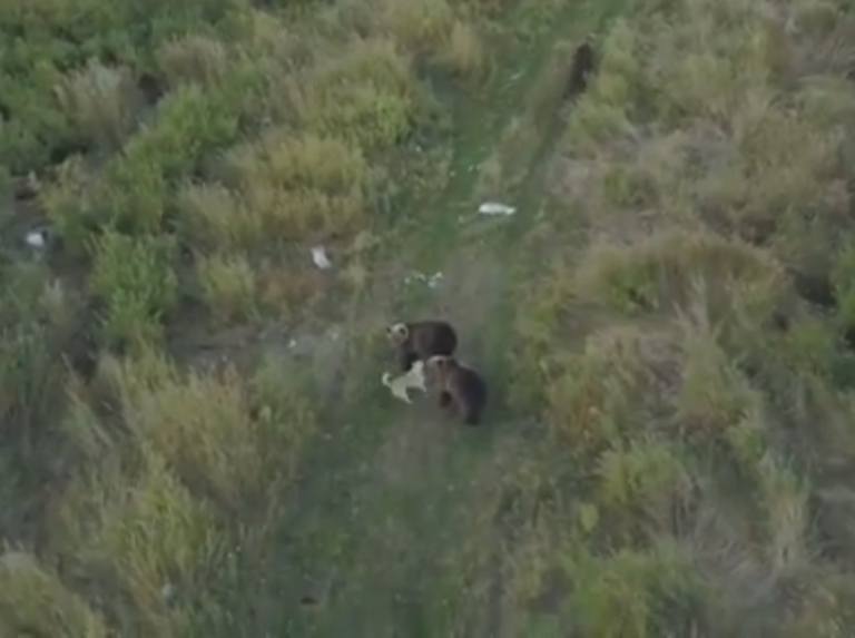 Perro Husky se pierde en Rusia y lo hallan con integrado a una manada de osos