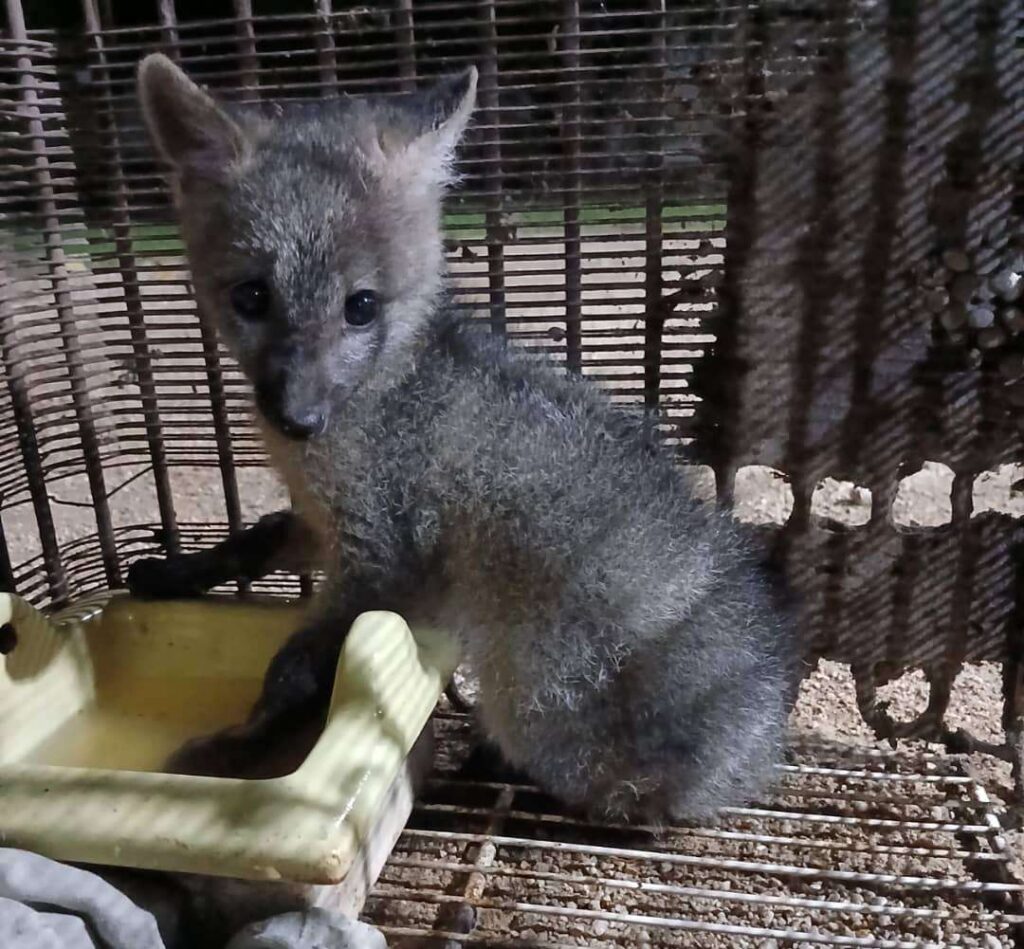 Rescatan cachorro de zorro en sector poblado de Naguanagua 