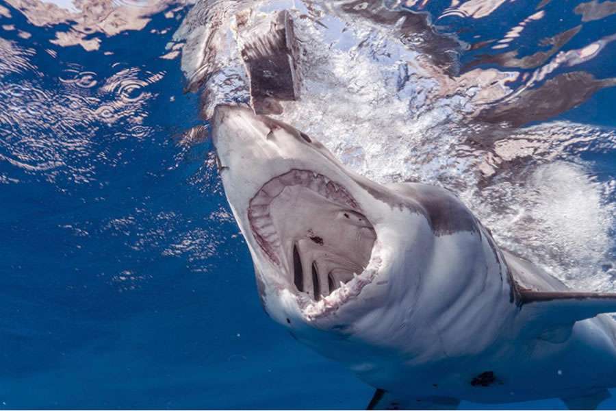 Tiburones aprenden conductas depredadoras peligrosas para pescadores