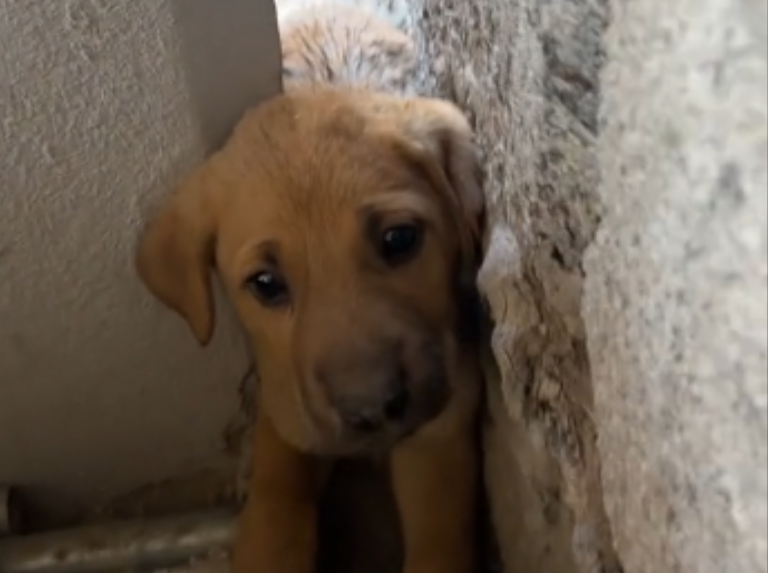 Un cachorro se quedó atascado en la pared y su rescate se hizo viral
