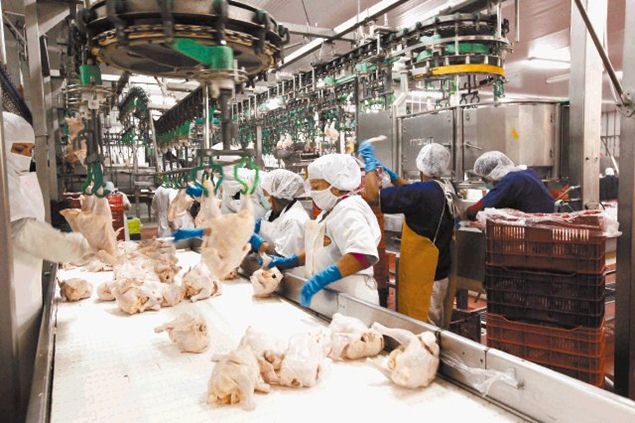 Producción nacional de pollo ha superado las 50 mil toneladas métricas en lo que va de año