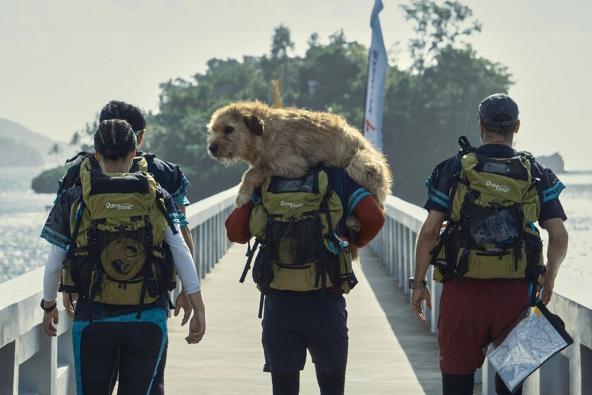 Triunfa en Prime México esta película de deportes y amistad canina, una emotiva historia real protagonizada por Mark Whalberg