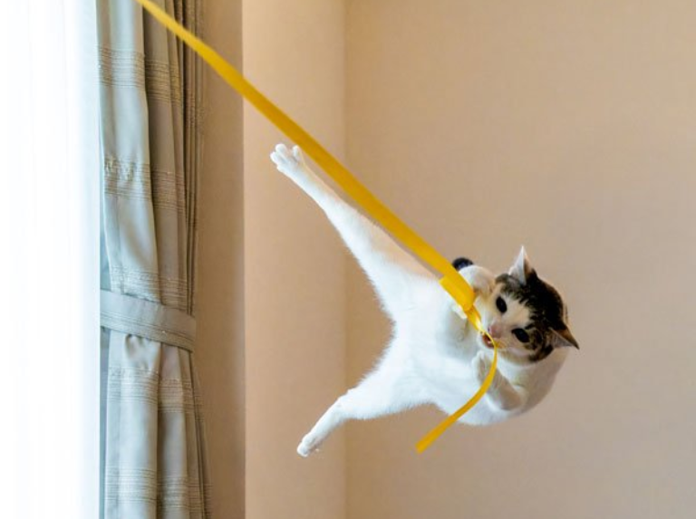Conozca las fotos ganadoras del Comedy Pets Photo Awards
