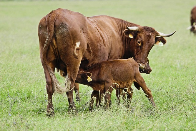 Juan Fernando Serrano Ponce - ¡Conócelo! Vacas nodrizas; De qué trata este sistema productivo - FOTO