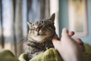 Especialistas recomiendan dieta balanceada para los gatos