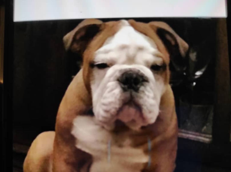Evite los golpes de calor en las mascotas, pueden ser mortales