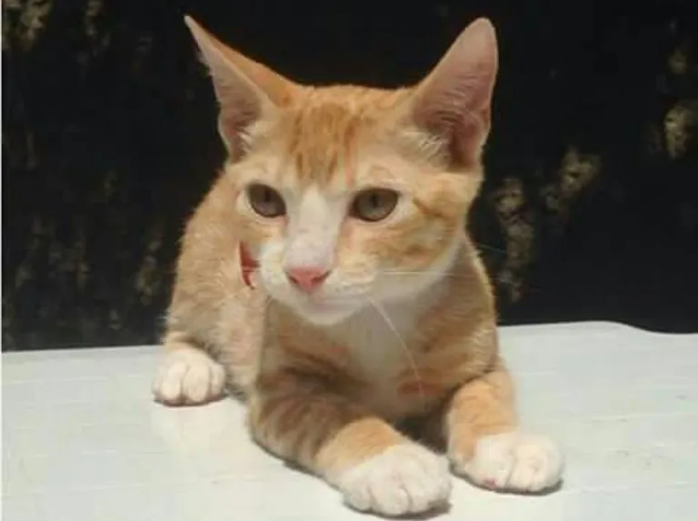 La historia de Carlitos: el gato que transformó nuestra vida