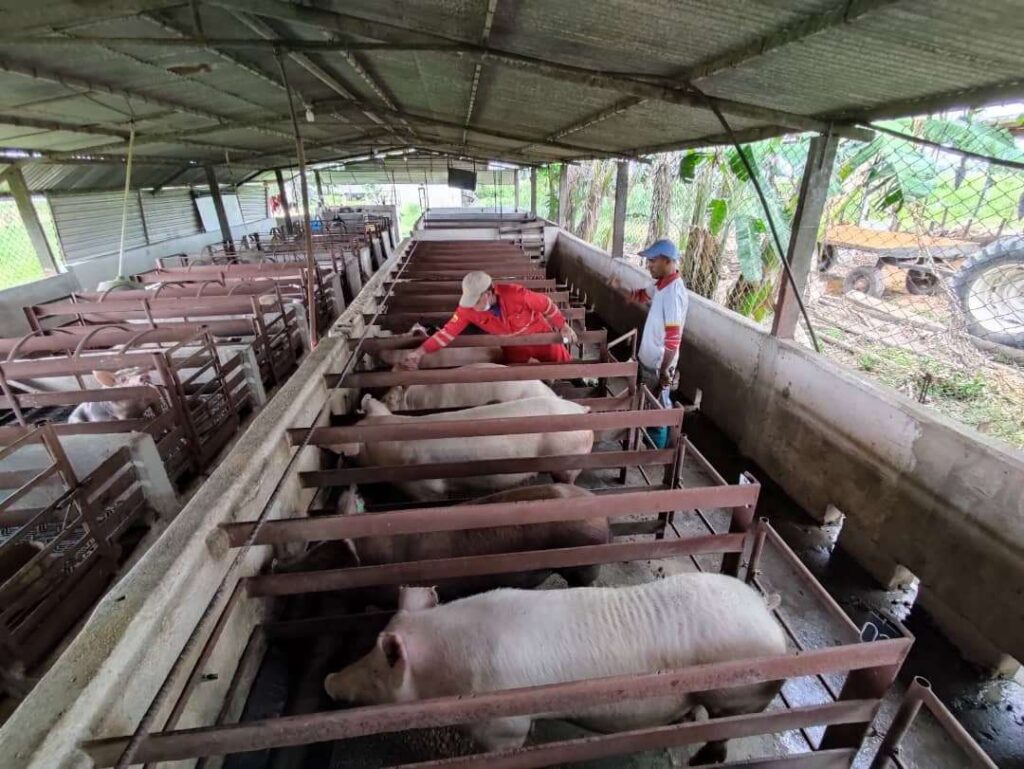 Monagas tiene condiciones para producir carne de cerdo