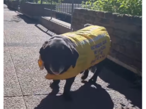 Perrita promotora: La peluquería uruguaya que conquista Instagram