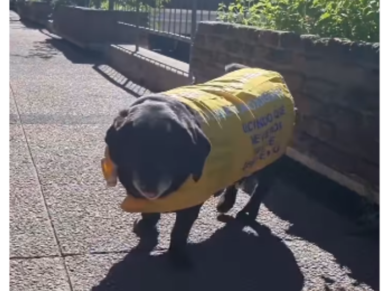 Perrita promotora: La peluquería uruguaya que conquista Instagram