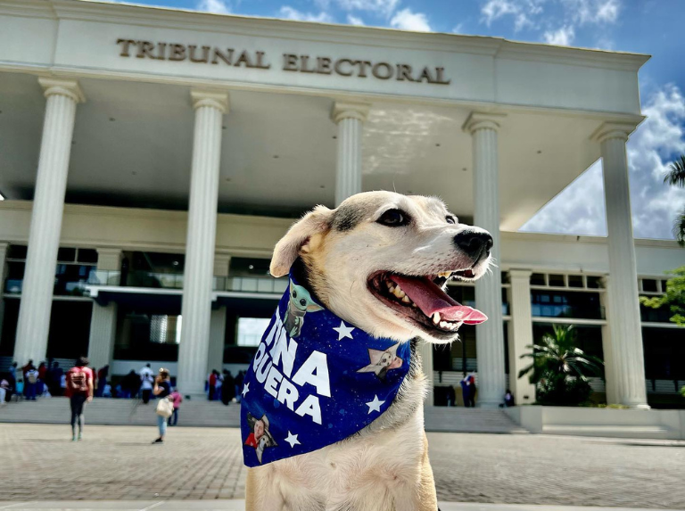 Una perrita con un gran corazón conquista Panamá