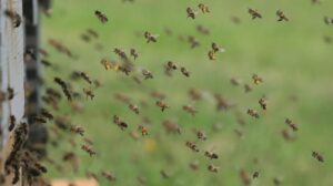 Ataque de abejas en Barinas deja más de 40 lesionados