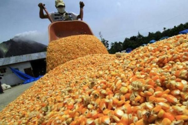 Producción de maíz en Venezuela crecerá un 2,2% en 2024