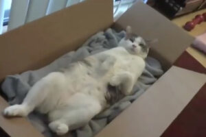 Un festival de cine gatuno ha proyectado 73 minutos de videos de felinos sacados de internet. Sorprendentemente es una iniciativa que se repite cada año