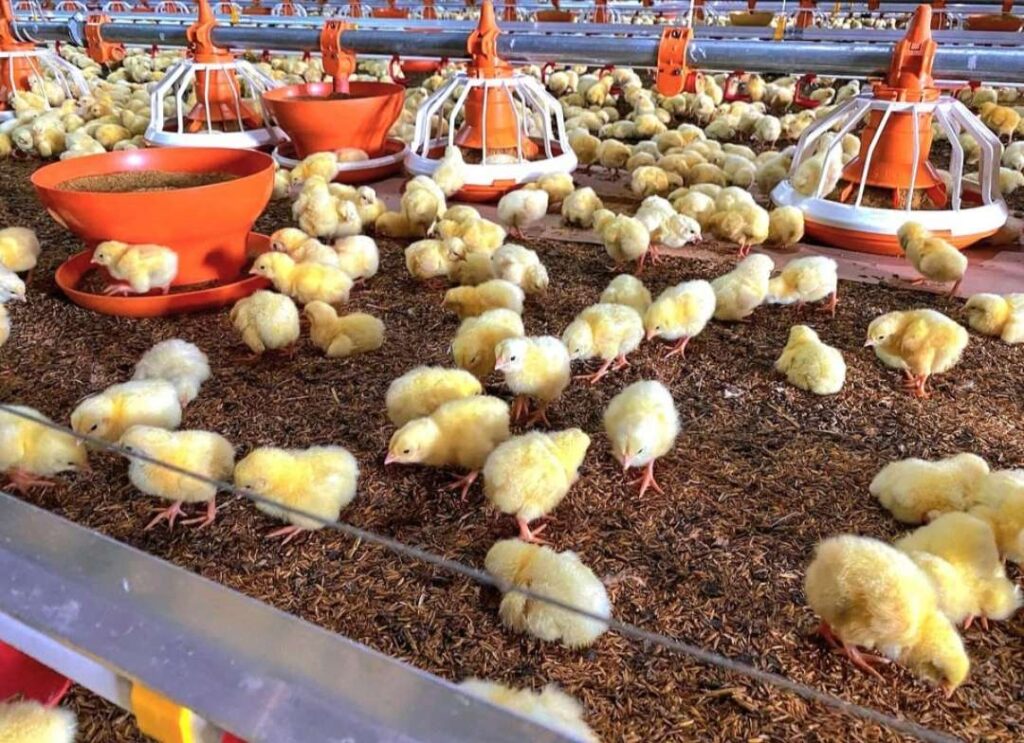 Más de 4 millones de pollos al año produce avícola La Loma en Guárico