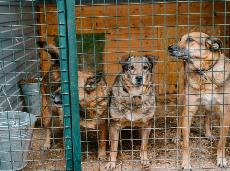 Rescatista de animales gana lotería y construirá un refugio para peludos