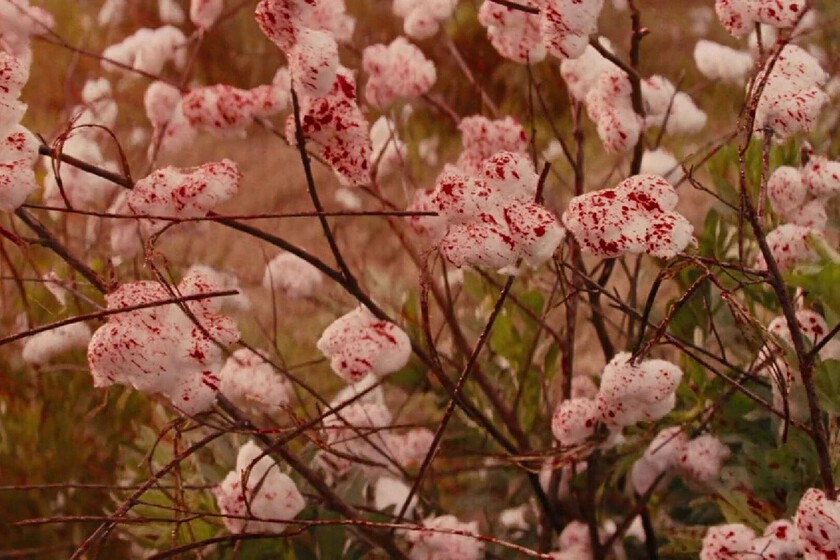 Hoy en TV, un irrepetible western con alma blaxploitation que reafirmó a Quentin Tarantino como el gran renovador del "cine del oeste" contemporáneo