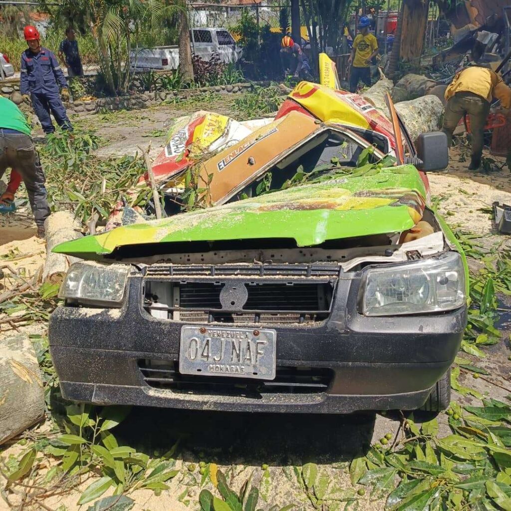 Árbol de especie Higuerón destruyó vehículo en Mérida