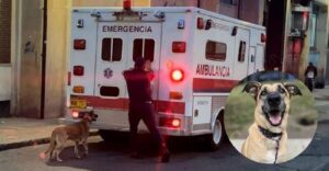 La historia del perrito que corrió 20 cuadras detrás de una ambulancia por una conmovedora razón