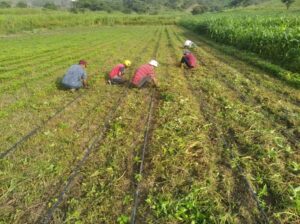 Comuna en Lara cultiva aliños para las hallacas