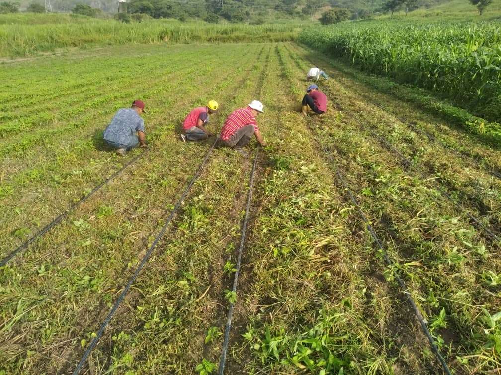 Comuna en Lara cultiva aliños para las hallacas