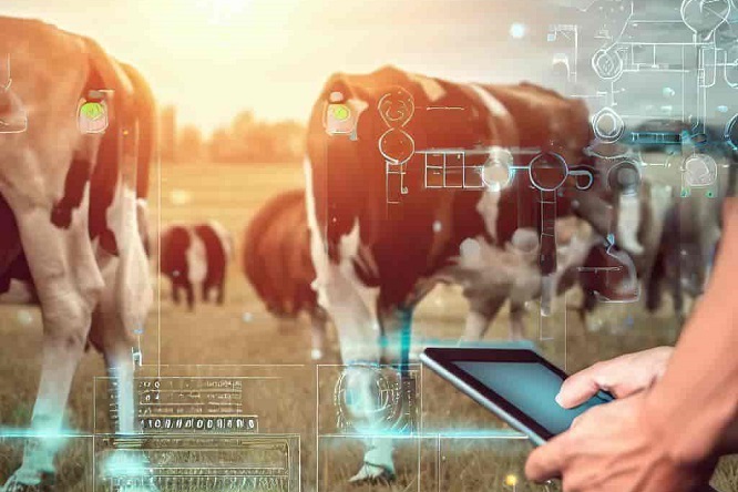 Juan Fernando Serrano Ponce - ¡Entérate! Tecnología IOT ¡El futuro de la ganadería extensiva! - FOTO